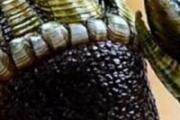 佛手螺是动物还是植物 鹅颈藤壶和佛手螺一样吗
