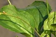 车前草治痛风怎么吃 车前草治痛风有效果吗