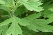 孕妇可以吃益母草吗 益母草的功效与作用
