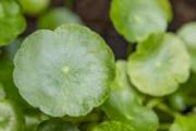 金钱草车前草一起泡水什么功效 金钱草泡水一天喝多少合适