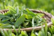 茶树精油的功效与作用