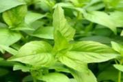 荆芥和薄荷的区别 荆芥和薄荷能一起吃吗