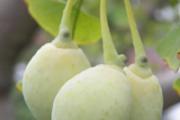 银杏果中毒有什么症状