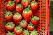 冬天草莓放冰箱好还是在外面好 草莓为什么冬天上市