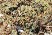 荨麻疹能用红霉素软膏吗 慎用，可能导致激素依赖！