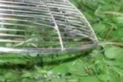 马齿苋需要用开水焯吗 马齿苋焯水后要过凉水吗