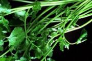香菜是酸性还是碱性 香菜是热性还是凉性