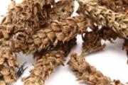 夏枯草和蒲公英可以一起泡水喝吗 夏枯草蒲公英煮水功效