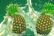 狗狗可以吃菠萝吗 震惊!狗狗吃菠萝居然会这样