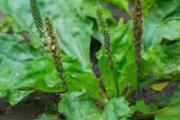 新鲜车前草怎么泡水喝 车前草泡水一次多少克