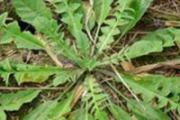 荠菜是发物吗