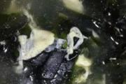 螺旋藻鸡蛋汤