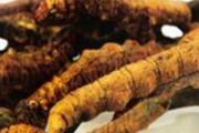 冬虫夏草吃多久才有效果 冬虫夏草术后可以吃吗