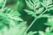 艾草煮水能洗眼睛吗 眼睛痒用艾叶煮水可以吗
