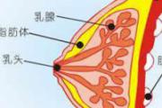 乳腺癌转移能活多久
