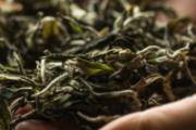 莓茶怎么泡好喝 莓茶是煮好还是泡好
