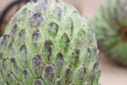 释迦果什么季节成熟 释迦果什么时候可以吃