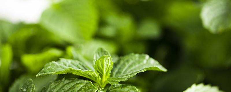 薄荷蜂蜜水怎么泡 薄荷蜂蜜水的功效