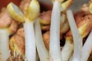花生苗的功效与作用 花生苗怎么发