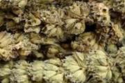 荆芥穗的作用与功效 荆芥穗与荆芥的区别