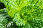 薄荷叶泡水可以减肥 薄荷叶怎么泡水喝效果好