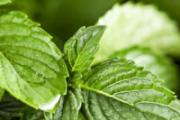 薄荷精油的功效与用法 薄荷精油去黑头用法