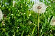 蒲公英茶能护肝吗 蒲公英搭配什么对肝好