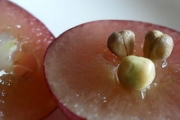 什么食物减肥效果好