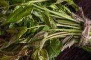 春天适合吃什么野菜 吃野菜需要注意什么