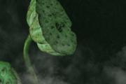 怎样挑选莲蓬 莲蓬可以生吃吗