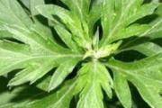 艾草来月经可以喝吗 艾草什么时候喝比较好可以调理月经