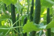 什么食物排毒养颜效果好 6大养颜排毒食物
