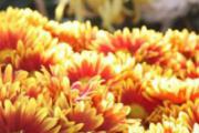 重阳节为什么要喝菊花酒