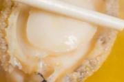 鲍鱼干需要放冰箱吗 鲍鱼干可以储存多久