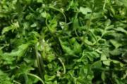 荠菜可以生吃吗 荠菜生吃好还是熟吃好