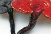 灵芝食用方法 灵芝的食用方法是什么