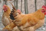 H7N9治的好吗 关于H7N9禽流感你不得不知