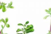 马齿苋有毒吗 食用马齿苋要注意什么