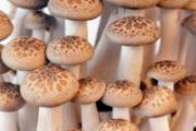 食用菌的功效