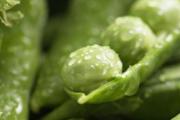 青豆和虾一起炒吗 青豆炒虾仁怎么炒
