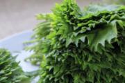 紫苏叶有毒吗 紫苏叶有什么副作用