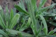 吃野菜有什么好处 这些野菜一定不能错过