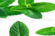 薄荷叶泡水每天可以喝多少 薄荷叶泡水能天天喝吗