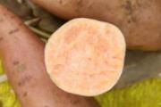 冬天吃什么菜好 冬天时令蔬菜健康吃出来