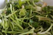 香菜的营养价值