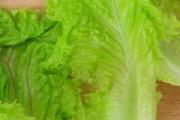 生菜和鸡蛋能一起炒吗 生菜和鸡蛋怎么做好吃