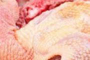 鸽肉吃了有什么好处 食用鸽子肉需要注意什么