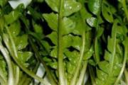 什么人不能吃荠菜 吃荠菜的禁忌