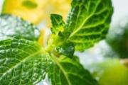 薄荷泡水是用干的还是湿的 薄荷泡水喝可以祛痘吗