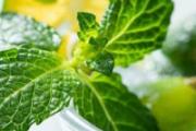 新鲜的薄荷叶可以直接泡水喝吗 新鲜的薄荷叶可以用于口腔溃疡吗
